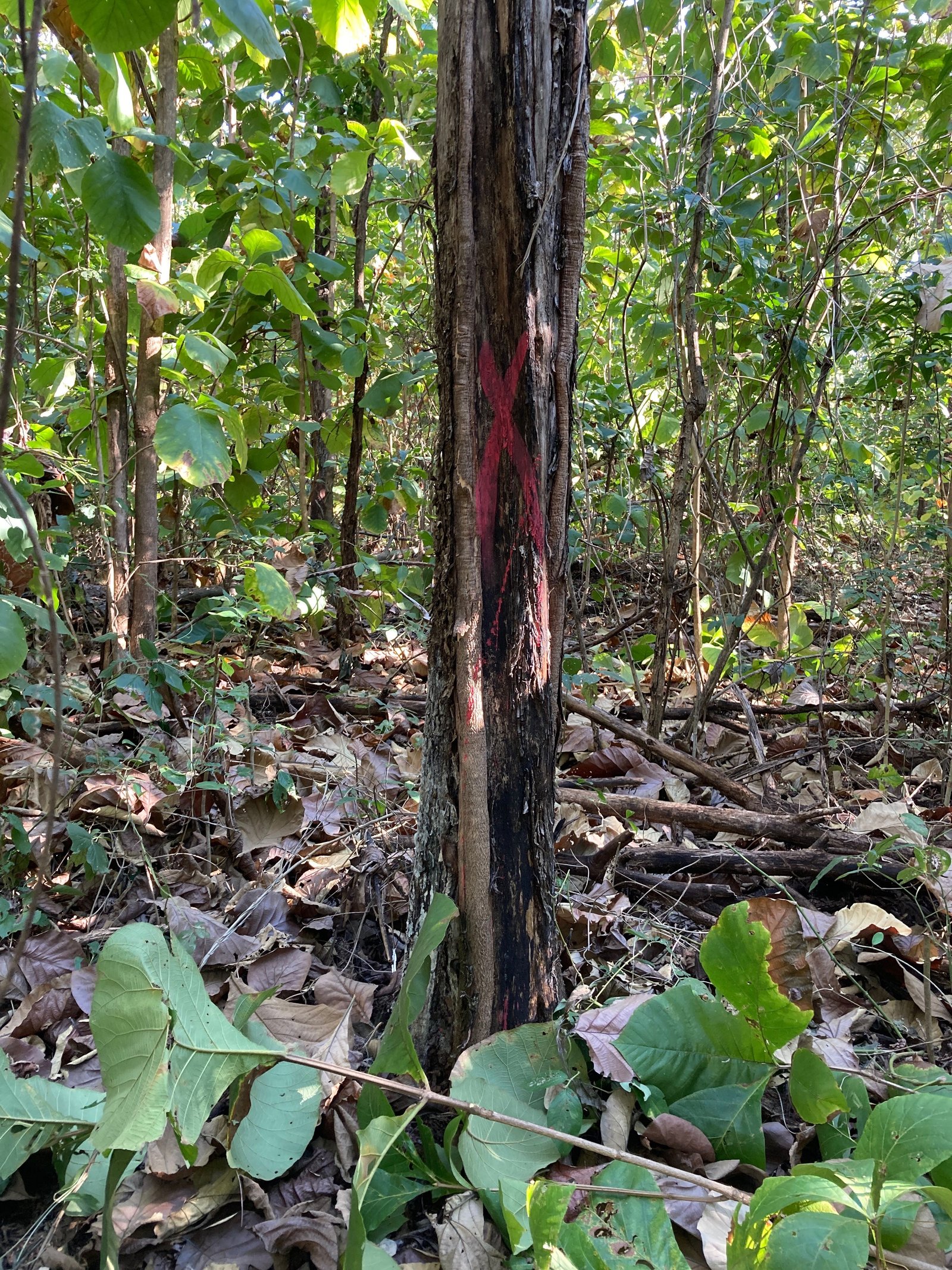Inventário Florestal