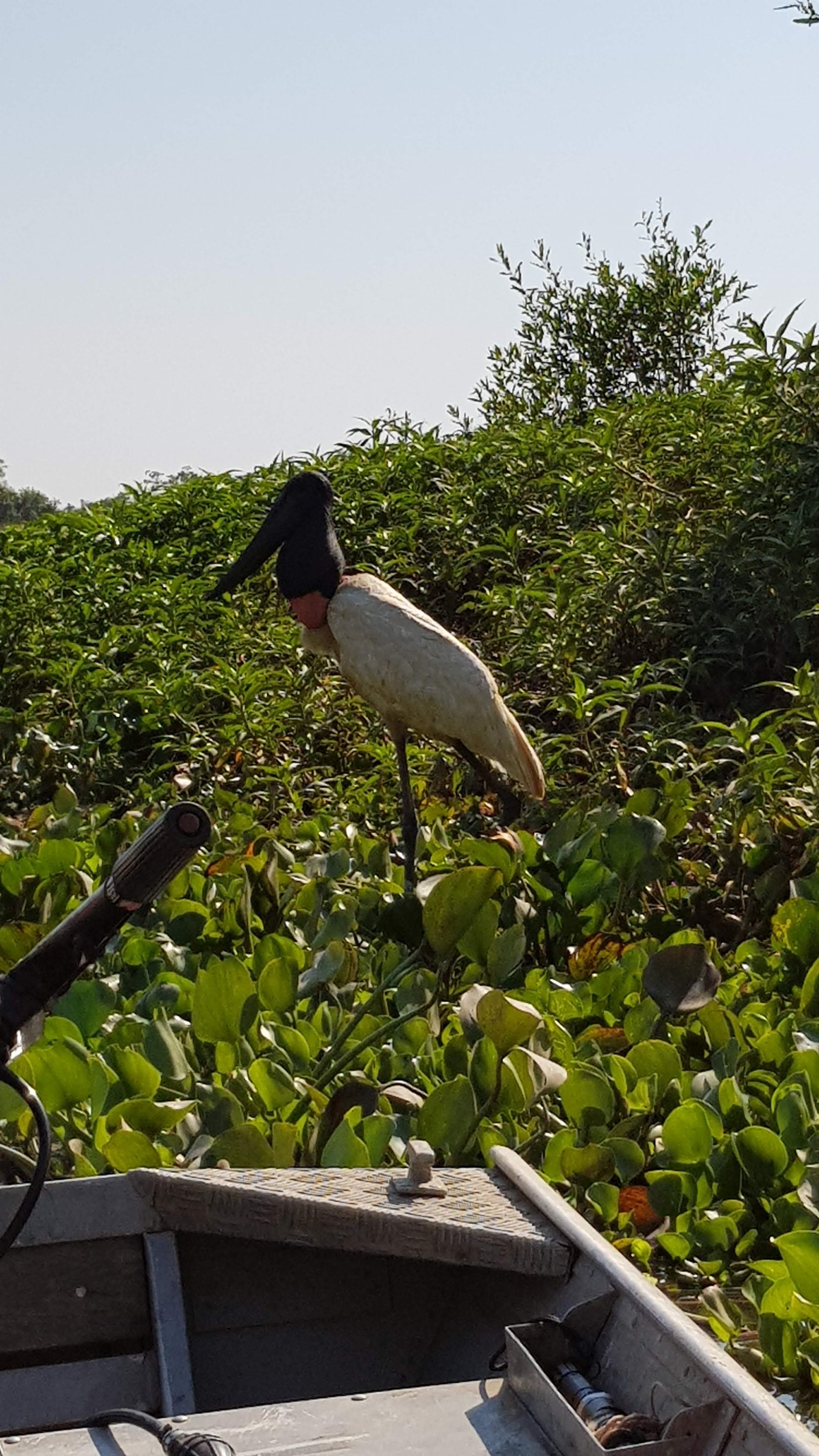Monitoramento de Fauna